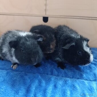 Morče US Teddy / morčata 2x samec 1x samička