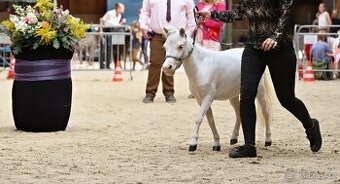 Minihorse klisna