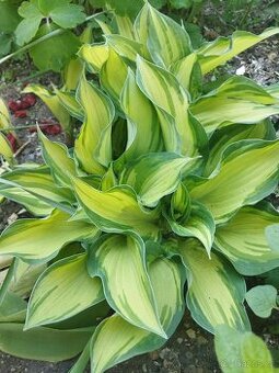 Bohyška (Hosta) - sazenice