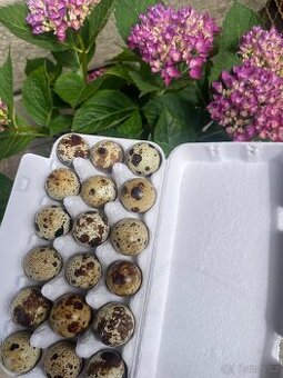 Křepelčí vejce 🥚