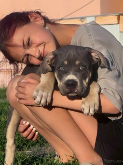 American Bully XL / XXL Blue Tricolor