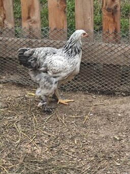 Brahmanky