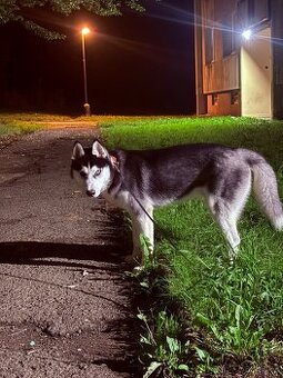 Štěně. Husky s PP 7měsíců 🥲