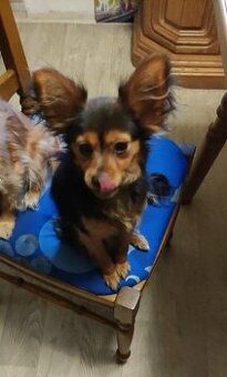 ruský toy-pejsek s PP FCI