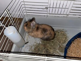 Zakrsly kralik samice