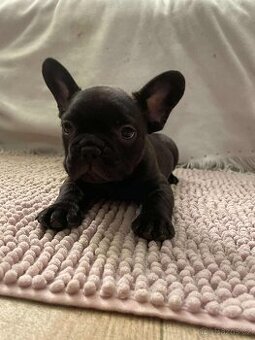 Francouzský buldoček