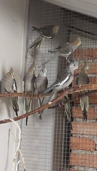 Korely šedé, bělohlavé a perlové.