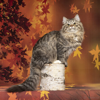 Sibiřská kočka - kočička s PP Keiko