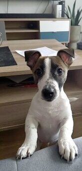 Prodám 13 týdenniho pejska - Jack Russell teriera
