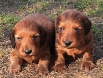 jezevčík dlouhosrstý