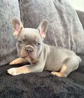 Francouzský buldoček