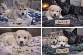 Štěnata- chov. potřeby