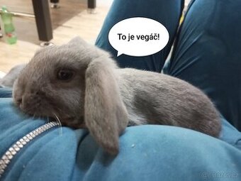 Zakrslý beránek králíček