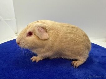 Morče hladke sameček fox béžová - 1