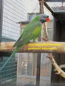 Koupíme Alexandra čínského - samce