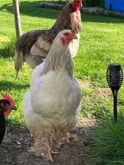 Koupím slepičky brahmánky