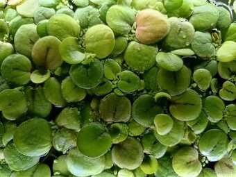 Plovoucí rostliny do akvária