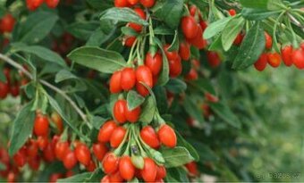 Goji New Big - Kustovnice New Big