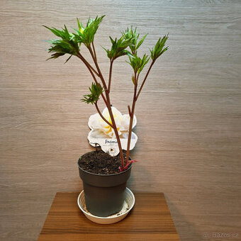 Paeonia Lactiflora White