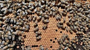 Vyzimovaná včelstva - oddělky - 1