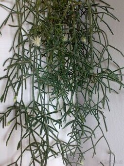Rhipsalis pilocarpa - nenáročný kaktus - zakořeněné řízky