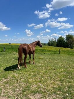 Klisna QH
