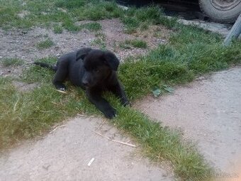 Štěně labrador x border kolie