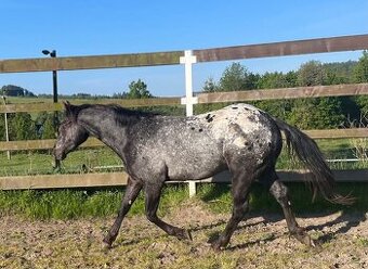 Appaloosa valach - 1