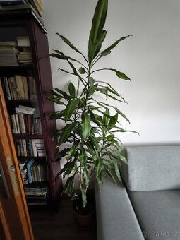 Dracaena fragrans - 1