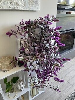 Tradescantia Nanouk - Blázen, Voděnka, Poděnka - 1
