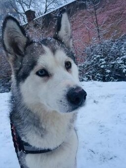 Sibiřský Husky