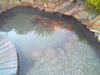 Koi kapr original