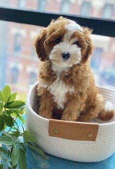 Sháním Cavapoo nebo Maltipoo pejska