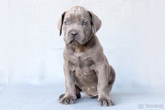 Cane corso s PP