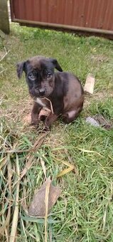 Stafordšírský bulteriér