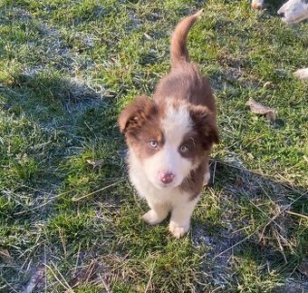 Štěňata border kolie