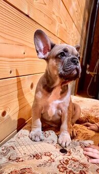 Francouzský buldoček s PP