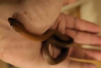 Vyměním užovku africkou za červenou