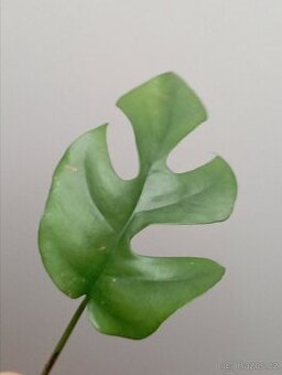 Raphidophora tetrasoerma - Monstera minima - řízek