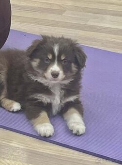 Miniaturní americký ovčák- fenečky s PP v barvě