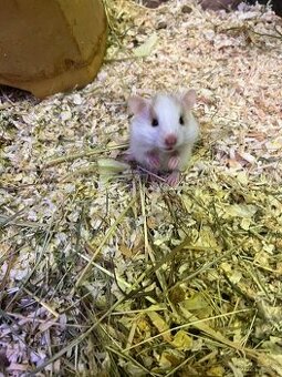 Křeček Syrský nar. 9.2.2026. samička