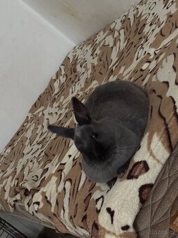 Dekorativní králík