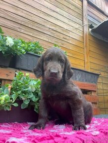 Flat coated retriever s PP