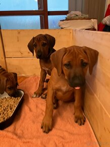 Rhodesian/ Rhodézský/ Rhodesky ridgeback - štěňata s PP