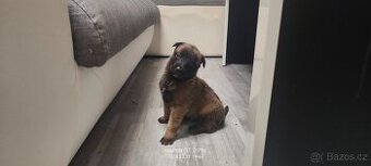 Belgický ovčák Malinois štěňata bez PP