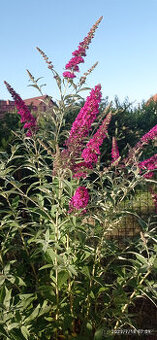 Komule Davidova (Buddlea, Motýlí keř) - viz fota