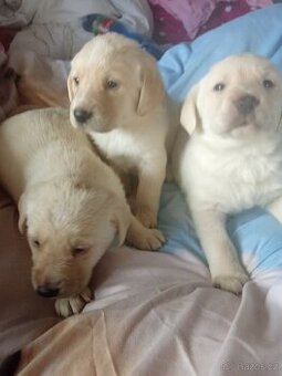 Čistokrevná štěňátka Labradora - 1