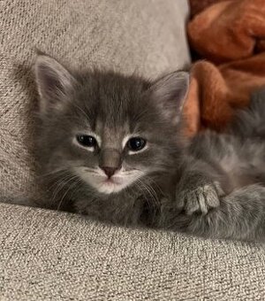 Ragdoll mačiatka - 1