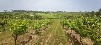 Vinice 1103m2 - 1