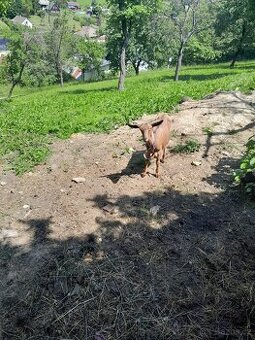 Kozička a kozlík